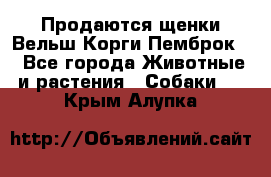 Продаются щенки Вельш Корги Пемброк  - Все города Животные и растения » Собаки   . Крым,Алупка